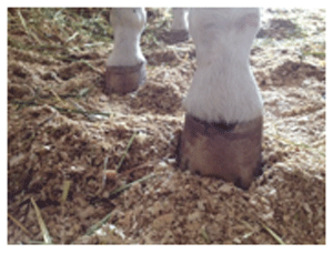 Ozonoterapia aplicada a los caballos - Image 7