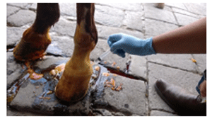 Ozonoterapia aplicada a los caballos - Image 3