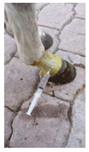 Ozonoterapia aplicada a los caballos - Image 2