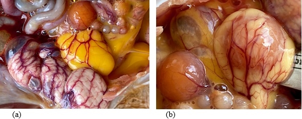 Respuesta Inmune de Los Betaglucanos. En Aves Desafiadas con Salmonella Enteritidis, Salmonella Gallinarum (Parte III) - Image 3
