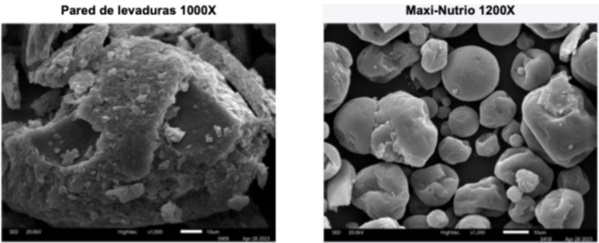 Respuesta Inmune de Los Betaglucanos. En Aves Desafiadas con Salmonella Enteritidis, Salmonella Gallinarum (Parte III) - Image 9