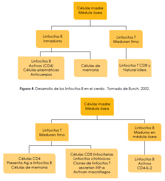 Catabolismo de los anticuerpos maternales y duración de la inmunidad vacunal de las bacterinas contra Mycoplasma hyopneumoniae en cerdos - Image 4