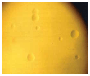 Catabolismo de los anticuerpos maternales y duración de la inmunidad vacunal de las bacterinas contra Mycoplasma hyopneumoniae en cerdos - Image 1