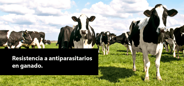 Resistencia a antiparasitarios en ganado - Image 1