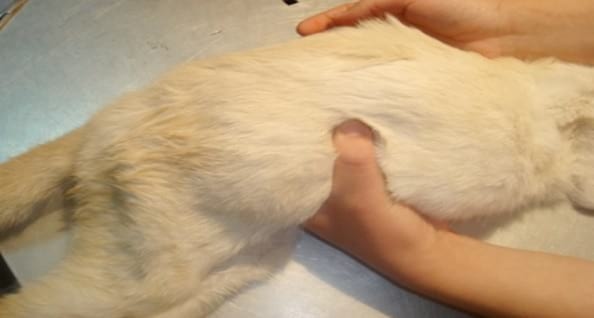 Caso Clínico: Colangioma hepatobiliar en un gato. - Image 1
