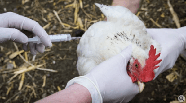Conoce sobre la vacunación de gallinas - Image 1