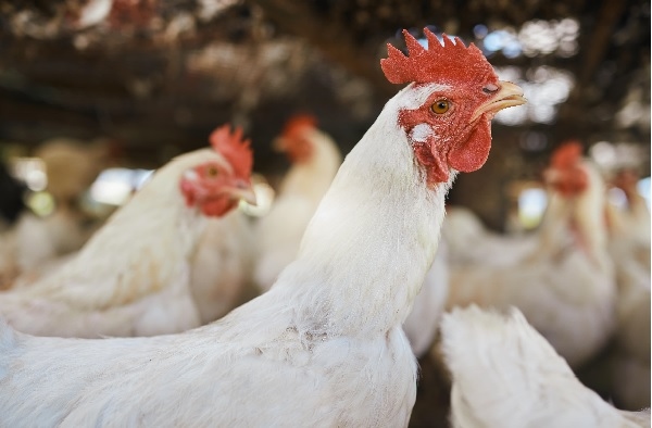 Conoce cómo desparasitar aves de corral correctamente - Image 1