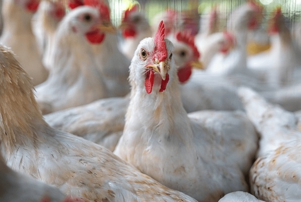 Control de enteritis necrótica en aves: prevención y alternativas sostenibles - Image 1