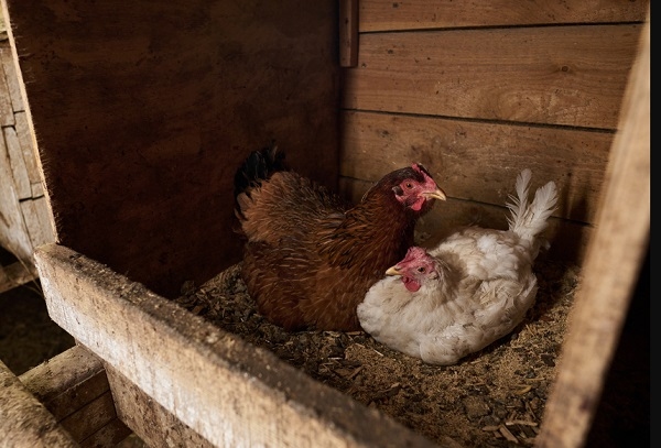 Calidad de la cama en pollos de engorde: claves para un mejor rendimiento - Image 1