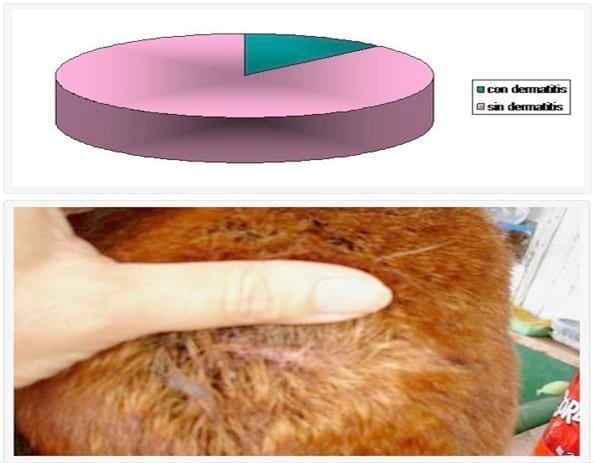 Dinámica de la Eficacia de Metaflumisona contra una Severa Infestación Natural de Pulgas Ctenocephalides Felis en Caninos Alojados en un Ambiente Favorable. - Image 7
