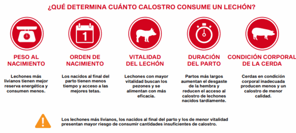 Calostro: las primeras horas que definen toda la vida del lechón. Calostro y supervivencia neonatal - Parte I - Image 1