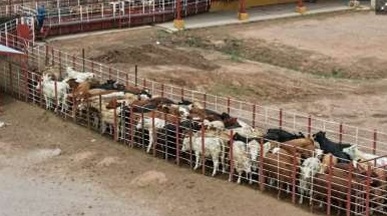 Apertura de frontera a Estados Unidos para ganado en pie por Sonora - Image 1