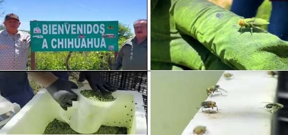 Apertura de frontera a Estados Unidos para ganado en pie por Sonora - Image 37