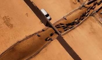 Apertura de frontera a Estados Unidos para ganado en pie por Sonora - Image 6