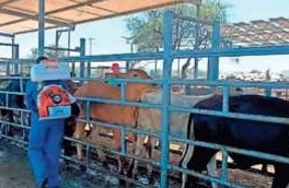 Apertura de frontera a Estados Unidos para ganado en pie por Sonora - Image 5