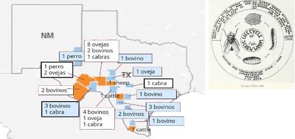 Apertura de frontera a Estados Unidos para ganado en pie por Sonora - Image 25