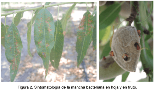 Estrategias para el manejo de la mancha bacteriana (Xanthomonas arboricola pv. pruni) en el cultivo del almendro - Image 3