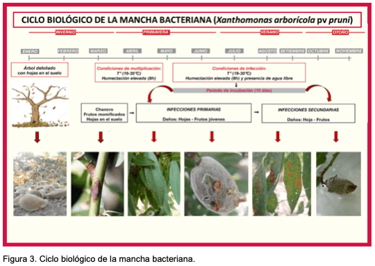 Estrategias para el manejo de la mancha bacteriana (Xanthomonas arboricola pv. pruni) en el cultivo del almendro - Image 4
