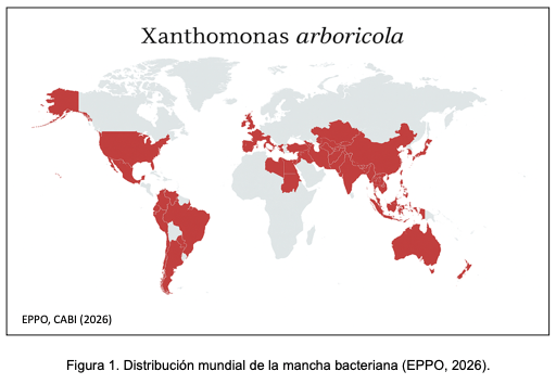 Estrategias para el manejo de la mancha bacteriana (Xanthomonas arboricola pv. pruni) en el cultivo del almendro - Image 2