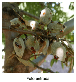 Estrategias para el manejo de la mancha bacteriana (Xanthomonas arboricola pv. pruni) en el cultivo del almendro - Image 1