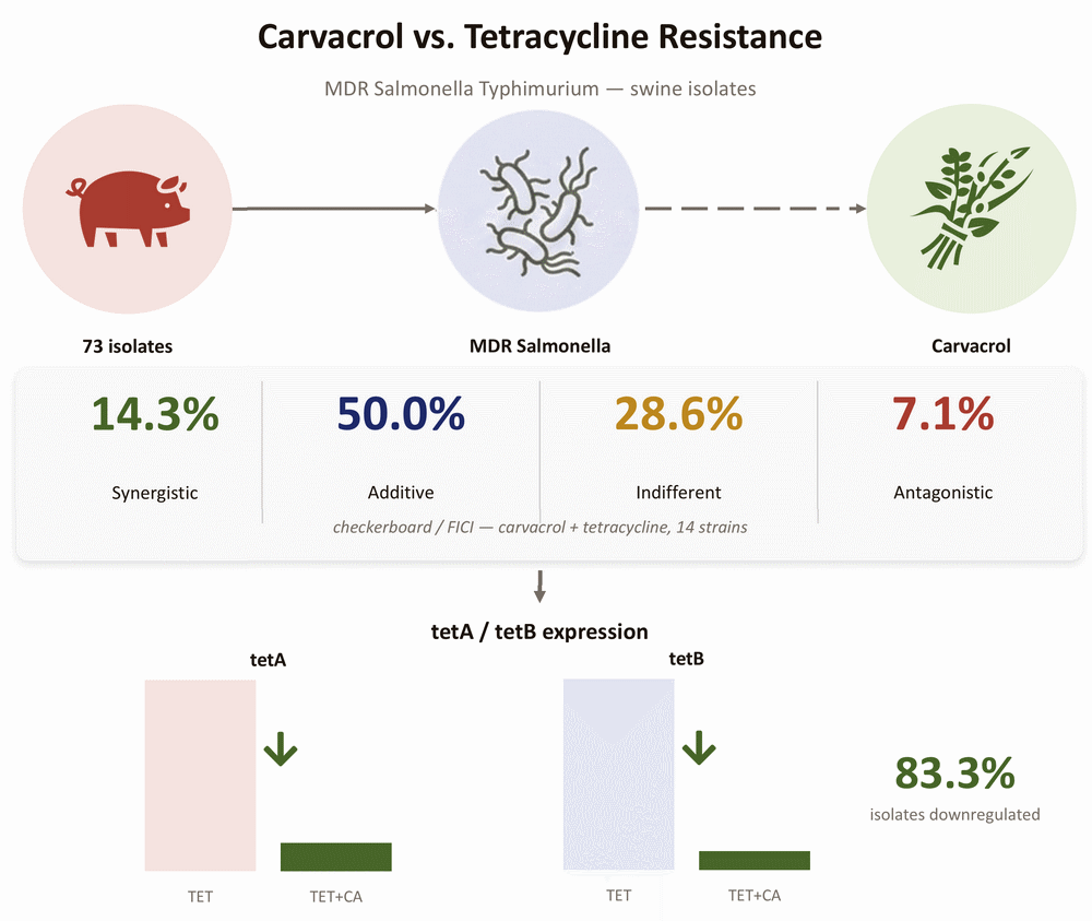 El orégano contra la resistencia antimicrobiana: El carvacrol podría reforzar el efecto de las tetraciclinas en Salmonelosis porcina - Image 1