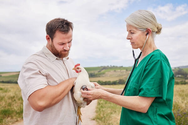 Ascitis: hipertensión pulmonar en aves de corral - Image 1