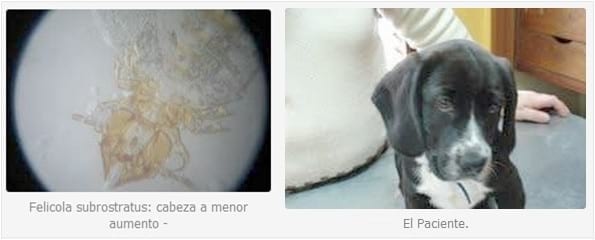 Severa Infestación de un Cachorro con el Piojo de Gatos (Felicola Subrostratus). - Image 1