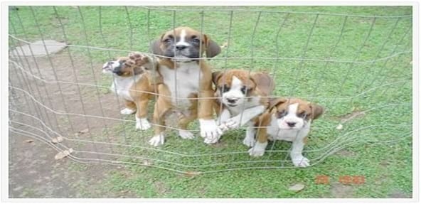 Dinámica de la Excreción de Ooquistes de Cystoisospora grupo ohioensis en Cachorros de Perro Naturalmente Infectados, Concomitantemente Afectados por Toxocara canis y/o Ancylostoma Canis. - Image 2