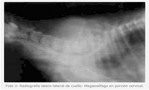 Megaesófago Asociado a Miositis de Músculos Masticatorios (Mmm) en Caninos. - Image 2