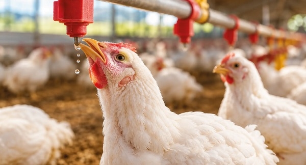 ¿CUÁNTA AGUA ENTREGA UN NIPLE?. El caudal que puede marcar la diferencia en el consumo de agua del pollo de engorde - Image 1