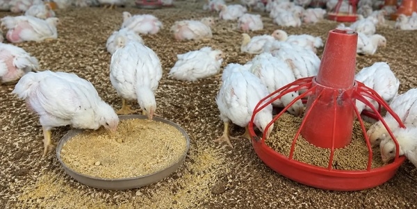 Harina vs Pellet en pollos de engorde: lo que dice la ciencia - Image 1