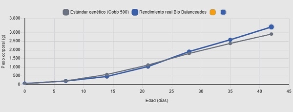 Más que alimentar: cuando la nutrición realmente impulsa el rendimiento del pollo - Image 2