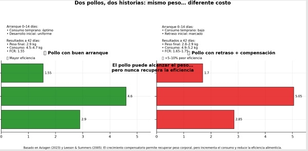 El verdadero costo del crecimiento compensatorio en pollos de engorde - Image 2