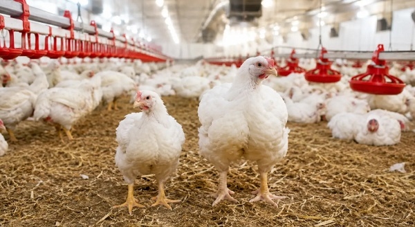 El verdadero costo del crecimiento compensatorio en pollos de engorde - Image 1