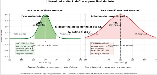La verdadera importancia de la uniformidad en la primera semana - Image 2