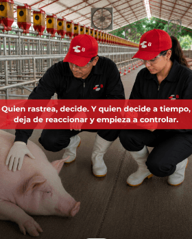 Rastrear para prevenir: el valor del rastreo epidemiológico en aves y cerdos - Image 3