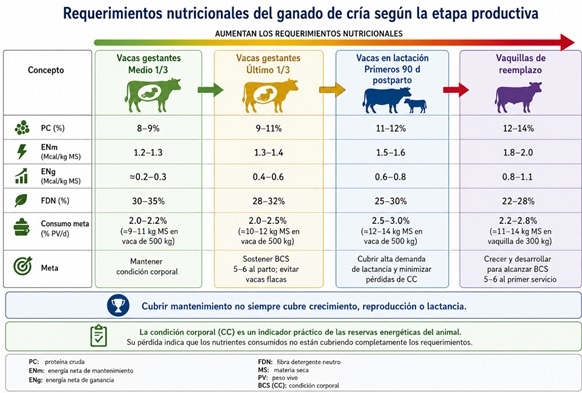 Suplementación mínima efectiva: una estrategia para hacer más eficiente el ganado en agostadero - Image 2