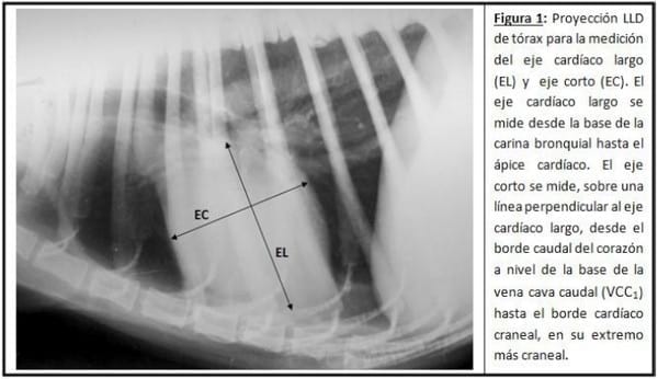 Parámetros Objetivos en la Evaluación Radiológico del Aparato Cardiovascular - Image 1