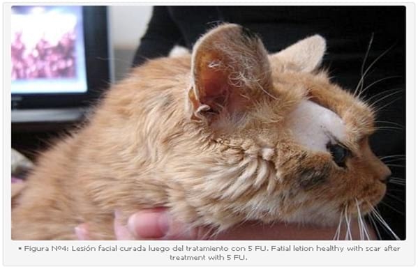 Tratamiento Tópico del Carcinoma de Células Escamosas (CCE) Cutáneo Felino en Forma Tópica con 5 Fluoruracilo (5 FU): Descripción de un Caso Clínico. - Image 4