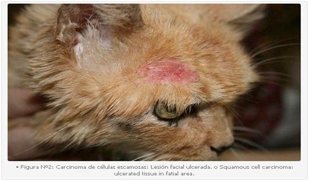 Tratamiento Tópico del Carcinoma de Células Escamosas (CCE) Cutáneo Felino en Forma Tópica con 5 Fluoruracilo (5 FU): Descripción de un Caso Clínico. - Image 2