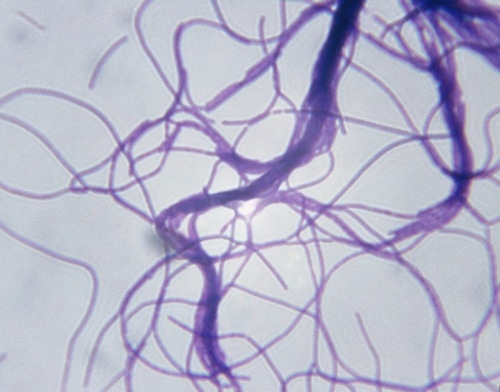 Micotoxinas: Identifican una bacteria capaz de frenar su desarrollo en suelo agrícola - Image 1