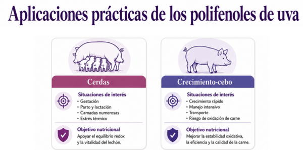 Polifenoles de uva en nutrición animal: más resiliencia frente al estrés oxidativo - Image 4