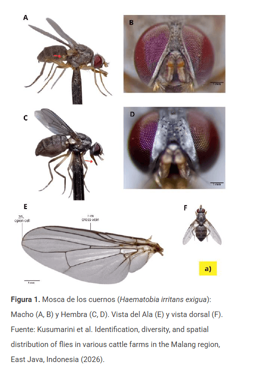Mosca de los cuernos y su impacto en el ganado vacuno - Image 3