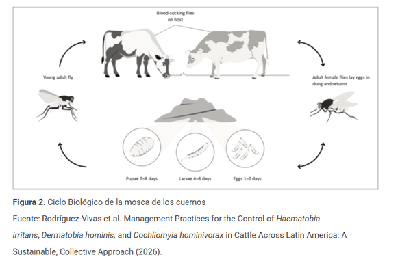 Mosca de los cuernos y su impacto en el ganado vacuno - Image 4