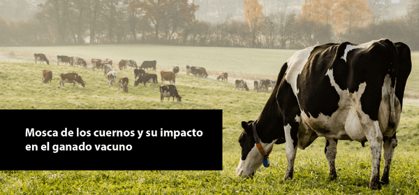 Mosca de los cuernos y su impacto en el ganado vacuno - Image 1