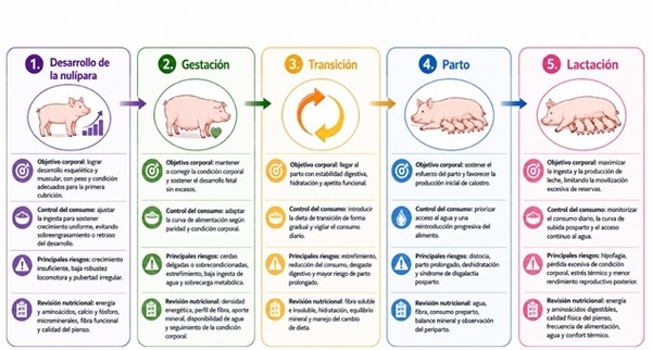 Cerdas al límite: nutrición y longevidad ante el aumento de la mortalidad - Image 4