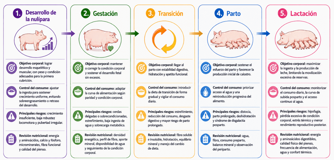 Cerdas al límite: nutrición y longevidad ante el aumento de la mortalidad - Image 1