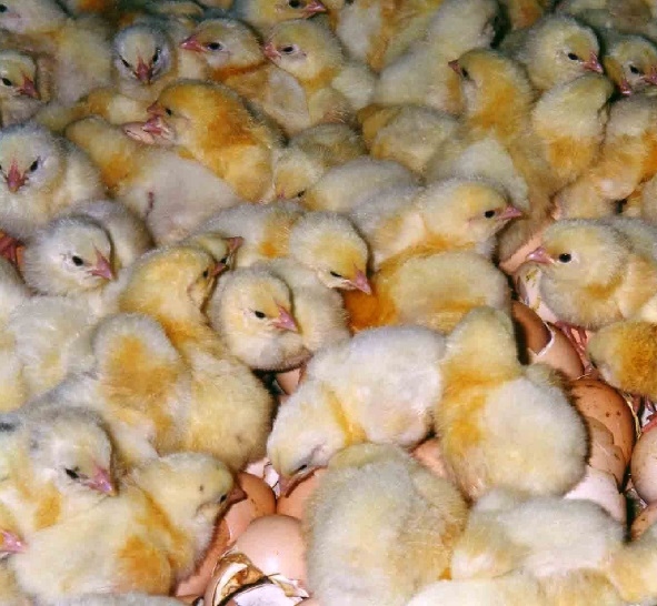 Evaluar el efecto de Orevitol-M en el alimento sobre los parámetros productivos en el pollo de engorde desafiados con coccidia - Image 1