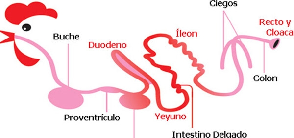 6 puntos para una buena salud intestinal en los pollos - Image 2
