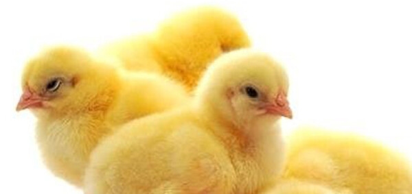 6 puntos para una buena salud intestinal en los pollos - Image 1
